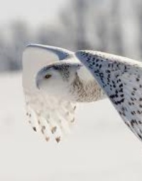 Picture for VELOCITY package